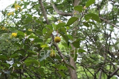 Artocarpus hirsutus